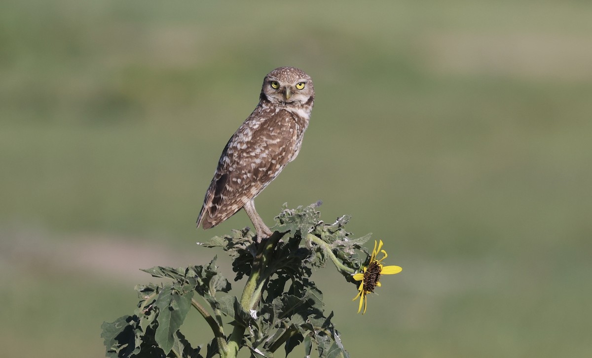 Burrowing Owl - ML601859591