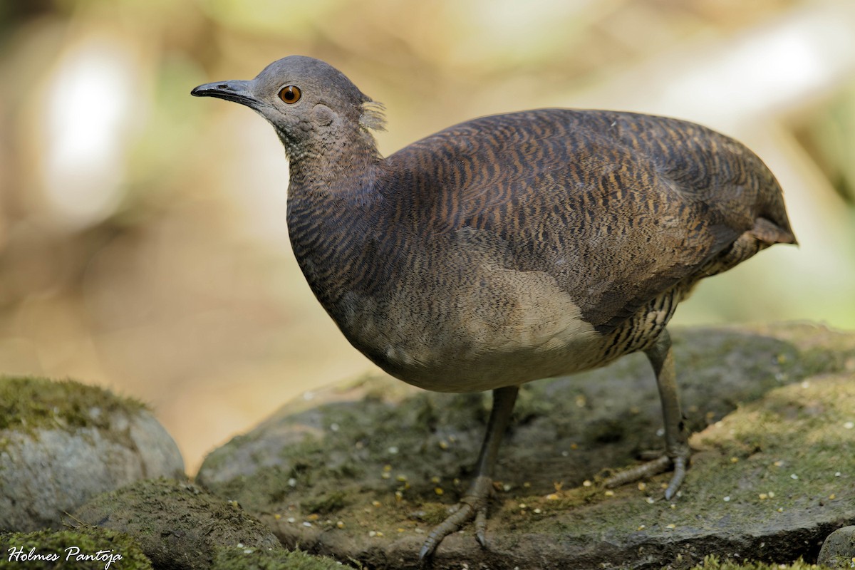 Undulated Tinamou - ML601859681