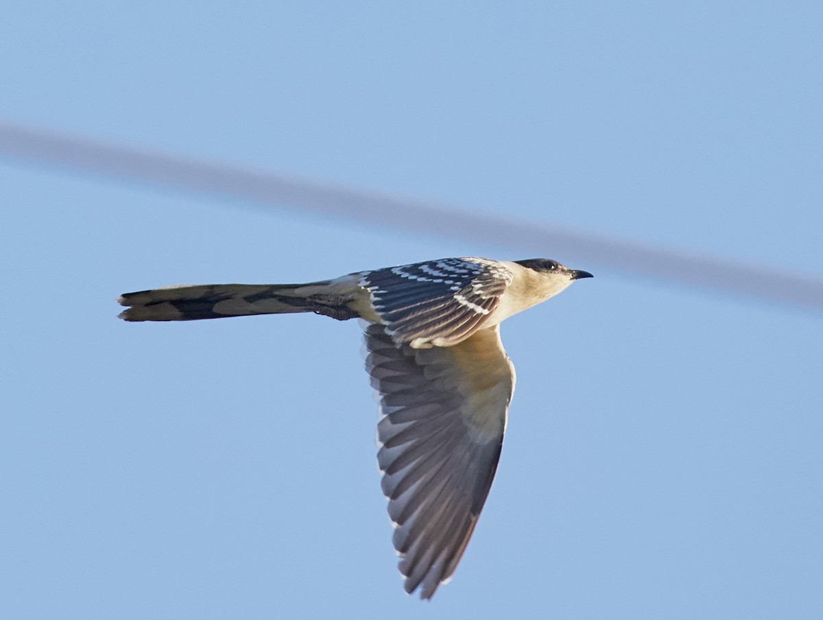 Great Spotted Cuckoo - Brooke Miller