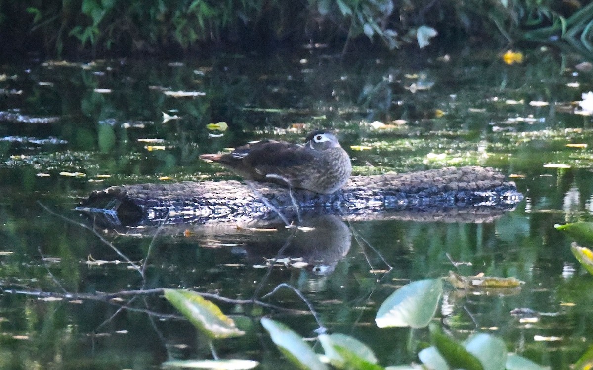 Wood Duck - ML601862171