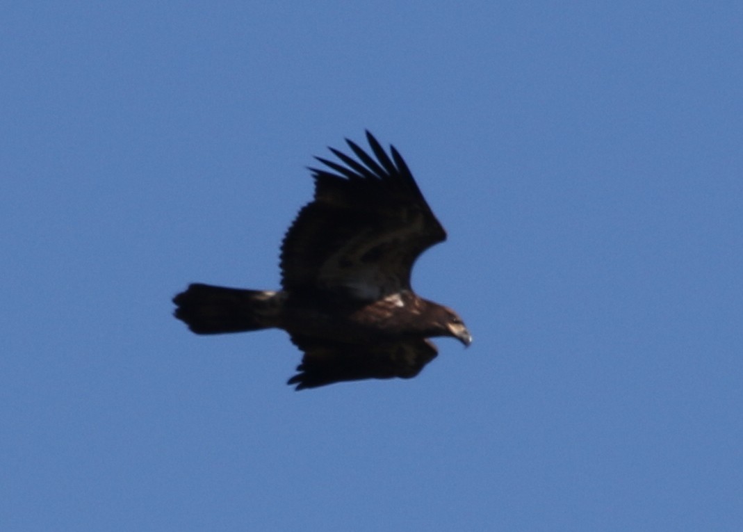 Bald Eagle - ML601862591