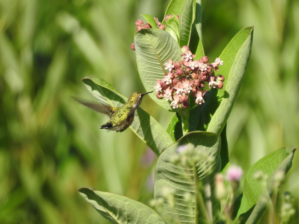 Ruby-throated Hummingbird - ML601862661