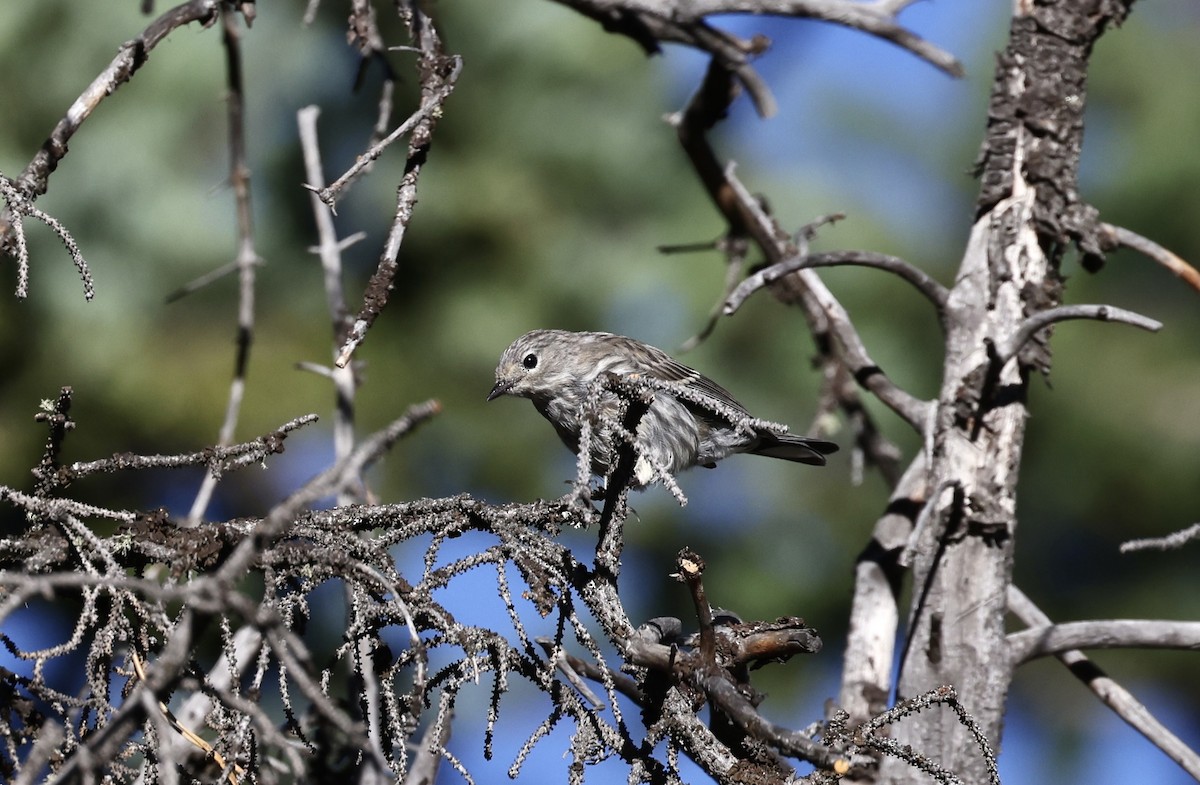 Yellow-rumped Warbler - ML601863151