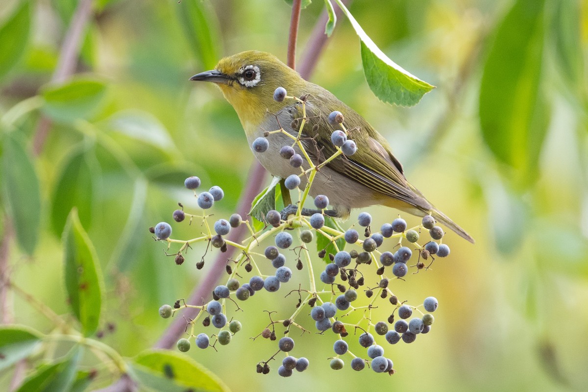 Swinhoe's White-eye - Cynthia  Case