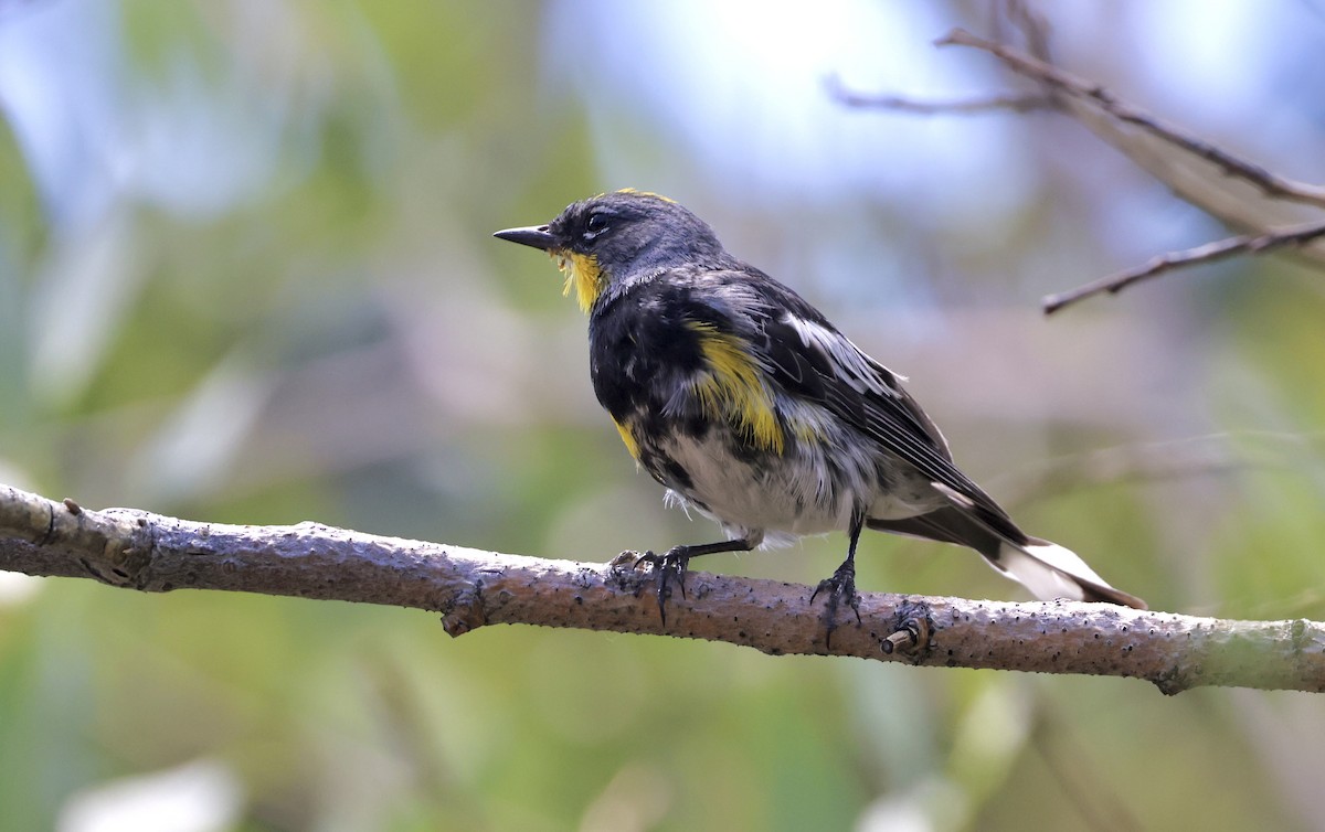 Yellow-rumped Warbler - ML601864101