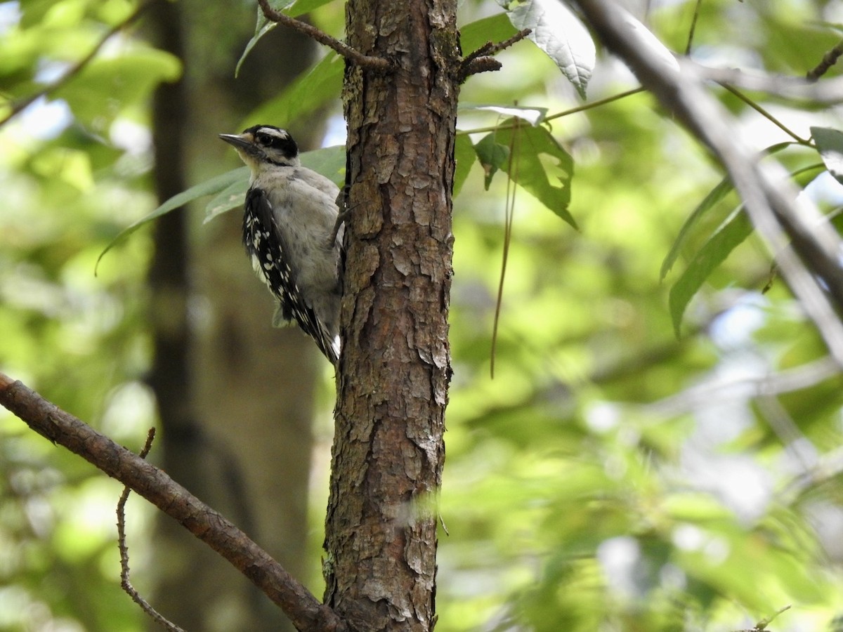 Downy Woodpecker - Ariel Dunham