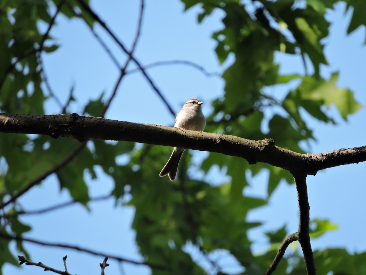 Chipping Sparrow - ML60186461