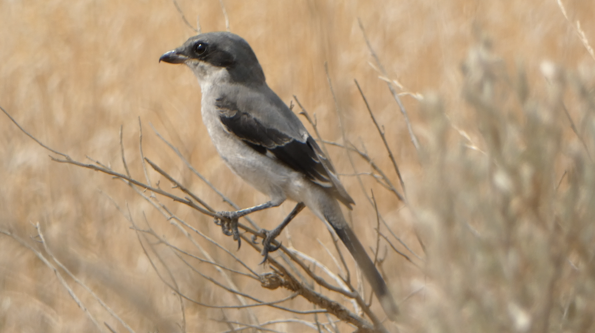 Loggerhead Shrike - ML601866551