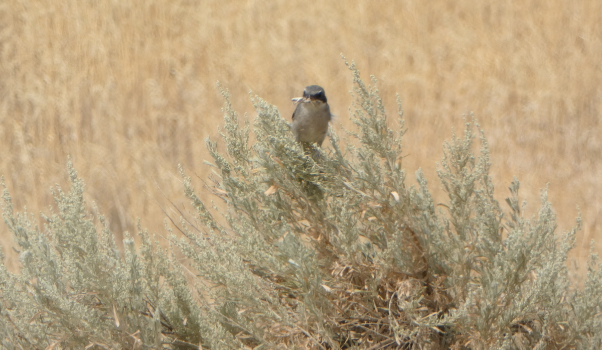 Loggerhead Shrike - ML601866671