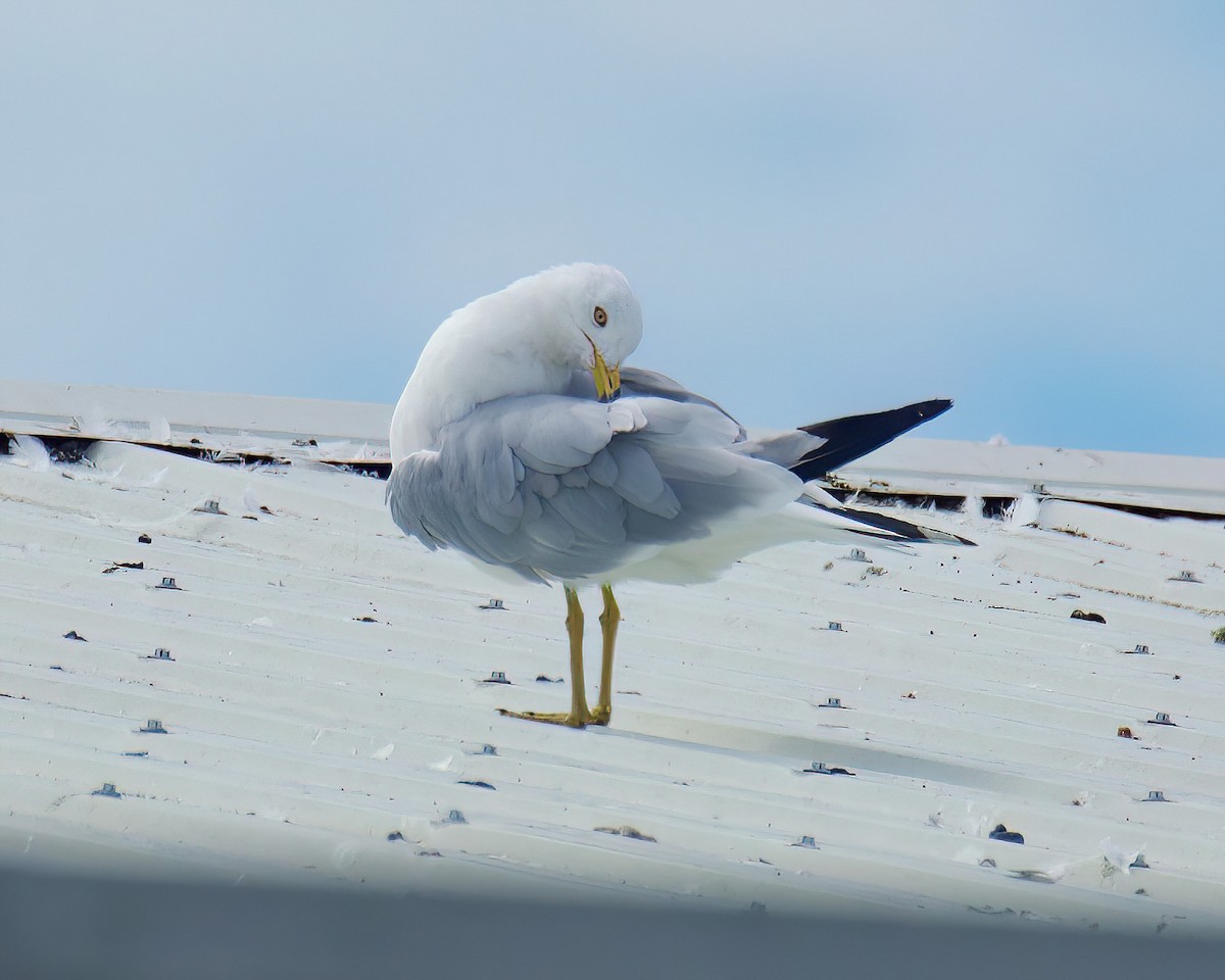 Ring-billed Gull - ML601867251