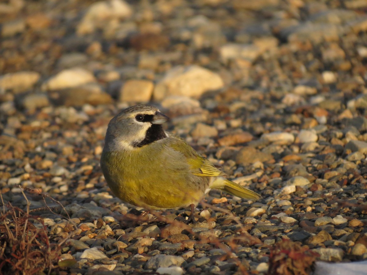 White-bridled Finch - Ralph Roberts