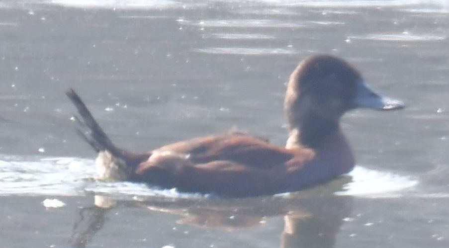 Andean/Lake Duck - ML601867441