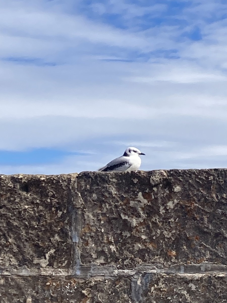 Black-legged Kittiwake - ML601867601