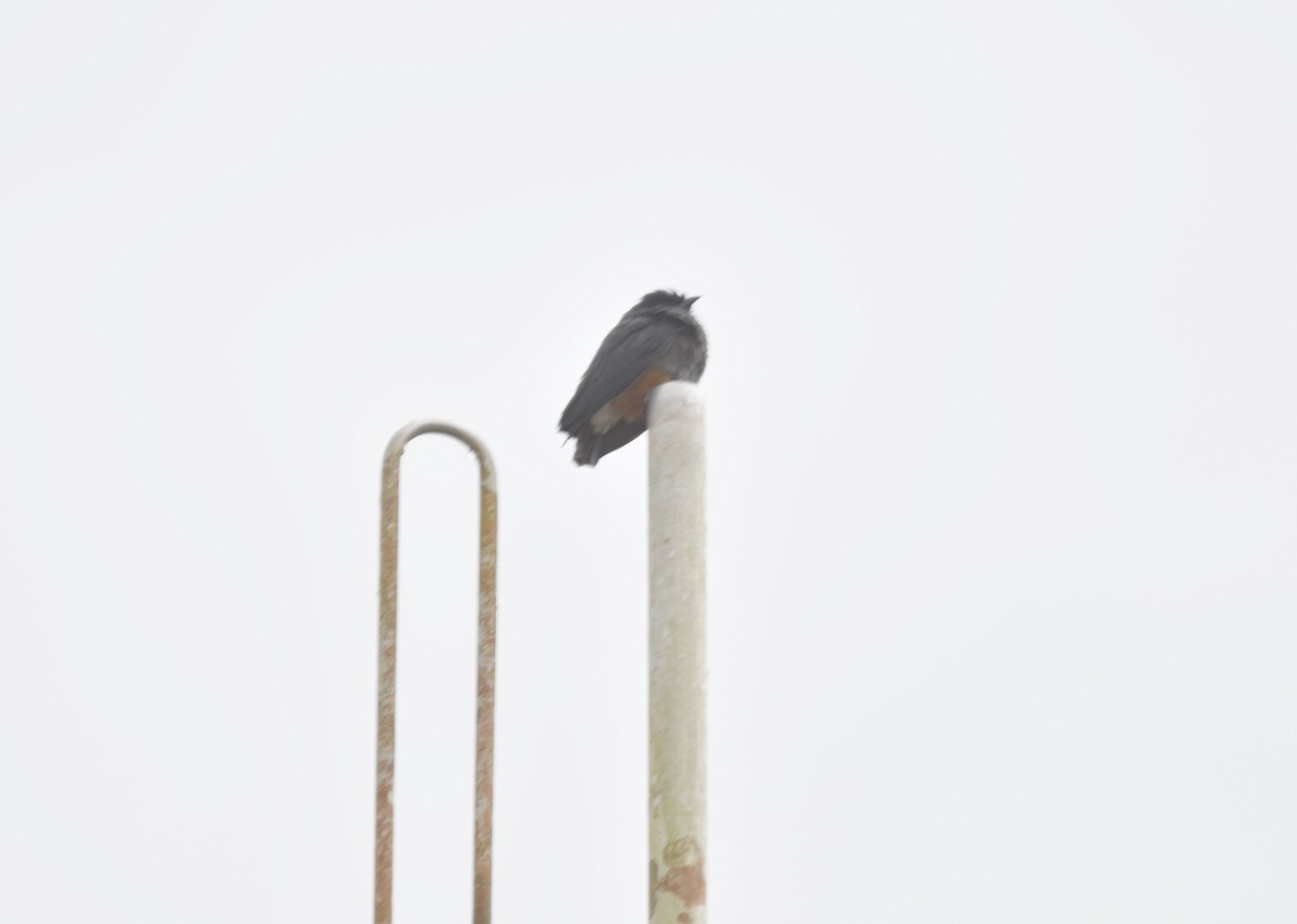 Swallow-winged Puffbird - ML601869561