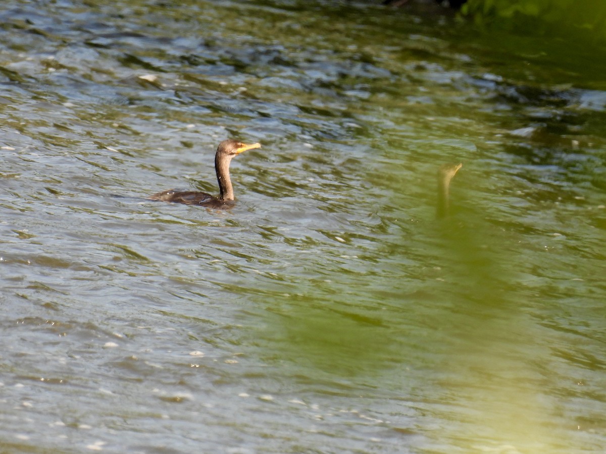Double-crested Cormorant - ML601869891