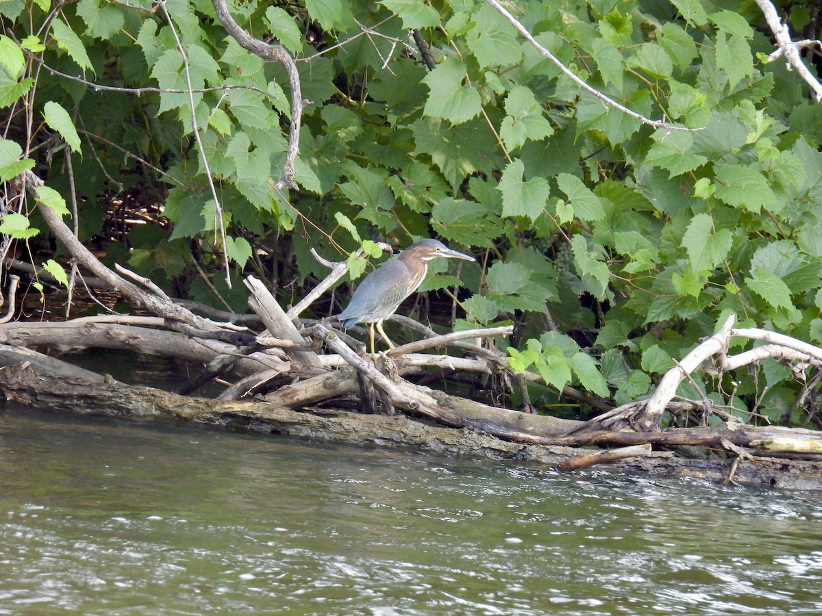 Green Heron - ML601869971