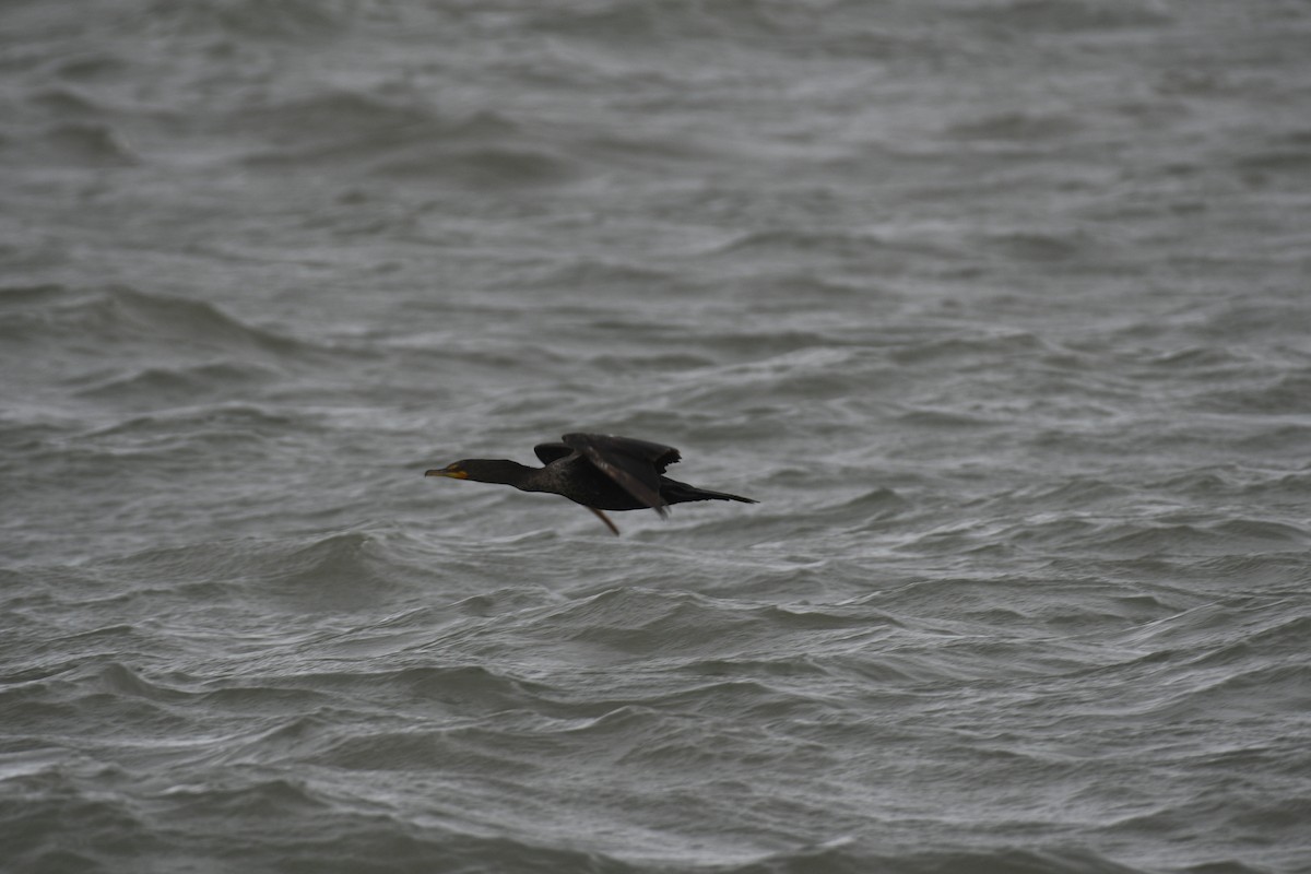 Double-crested Cormorant - Erik Sein