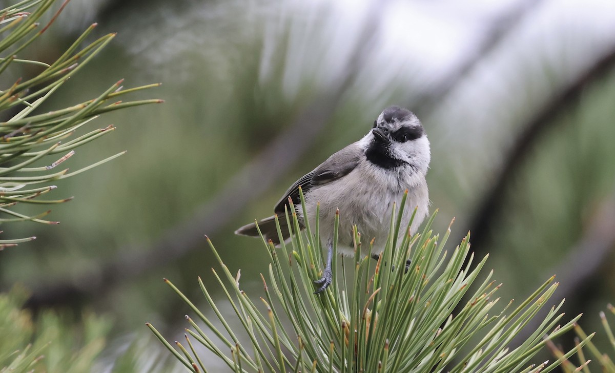 Mountain Chickadee (Rocky Mts.) - ML601870801