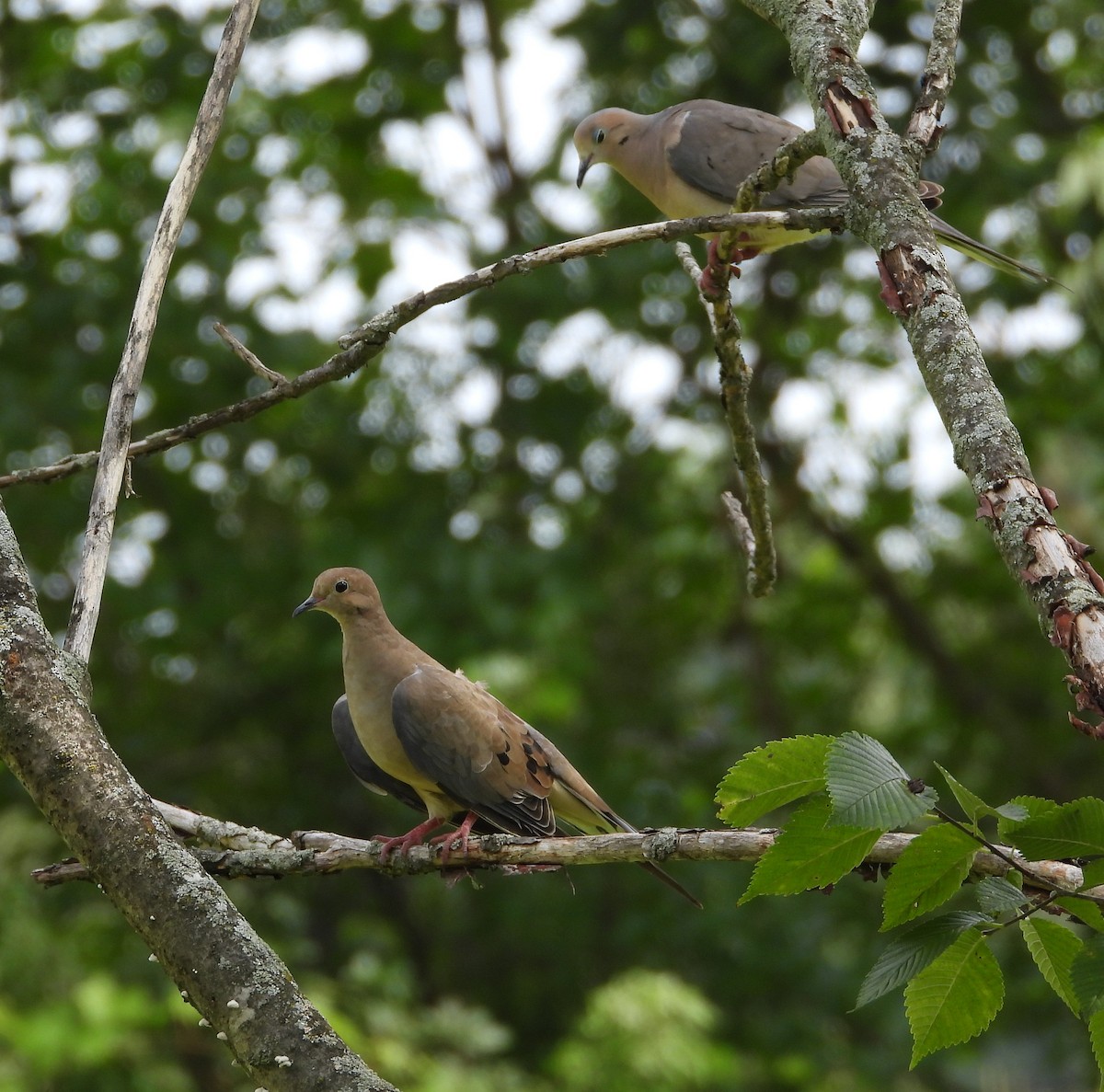 Mourning Dove - ML601870811