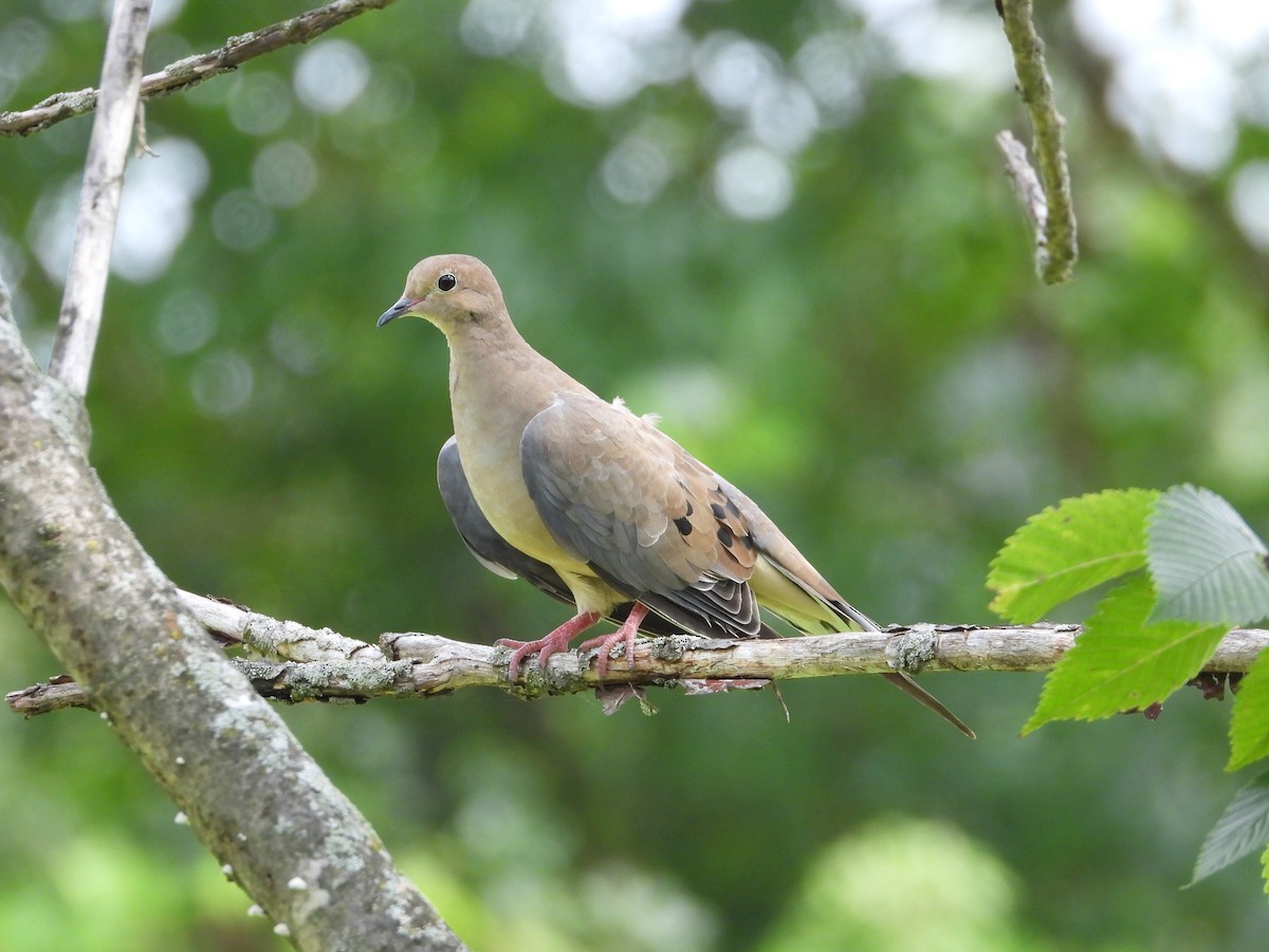 Mourning Dove - ML601870841