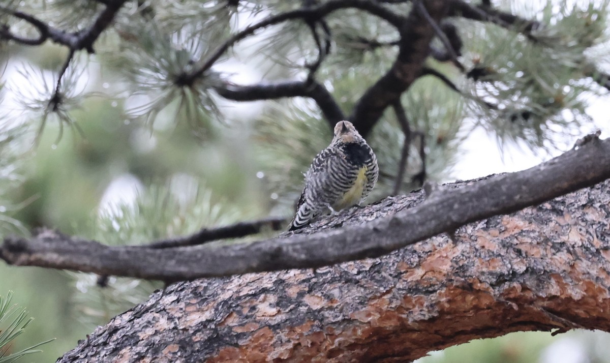 Williamson's Sapsucker - ML601870951