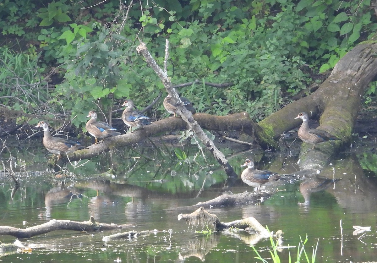 Wood Duck - ML601870991