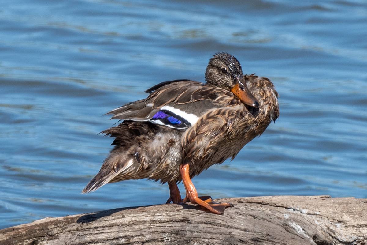 Canard colvert - ML601871001