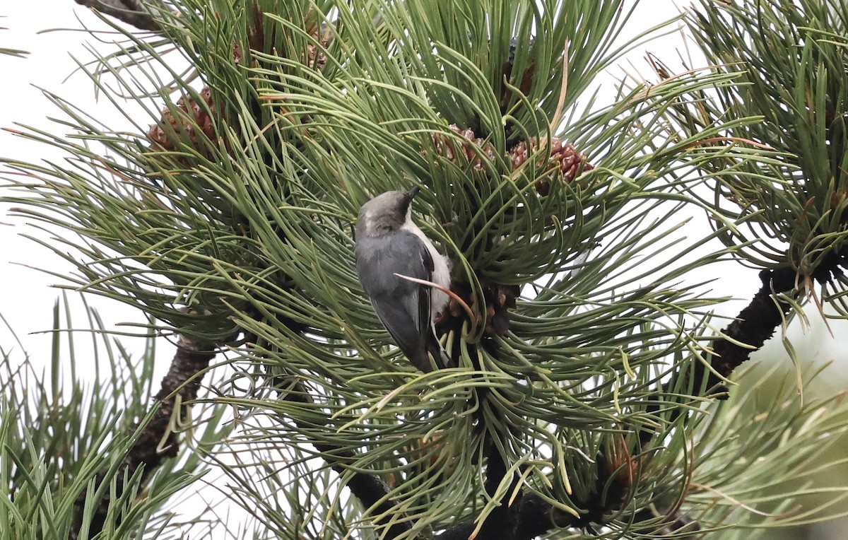 Pygmy Nuthatch - ML601871041