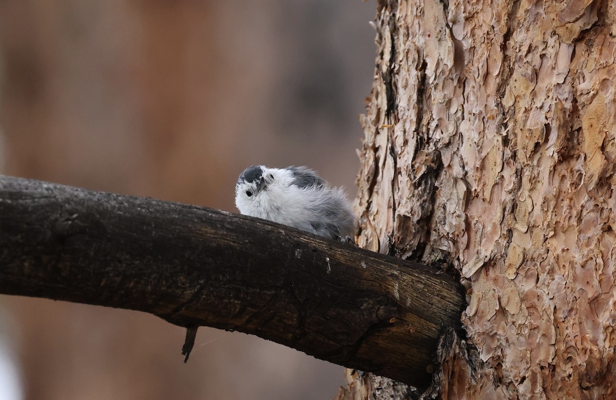 White-breasted Nuthatch - ML601871081