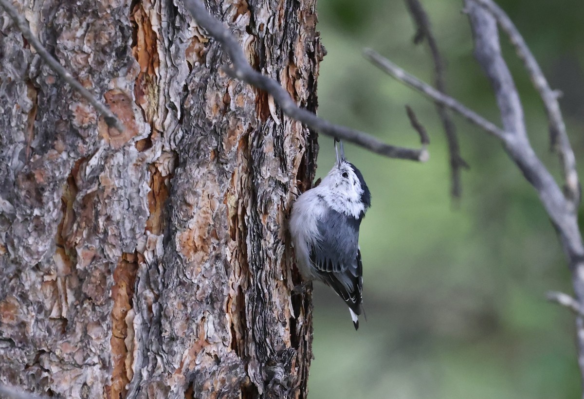 White-breasted Nuthatch - ML601871121