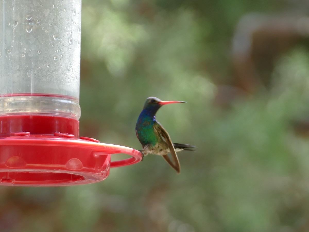 kolibřík širokozobý - ML601871211