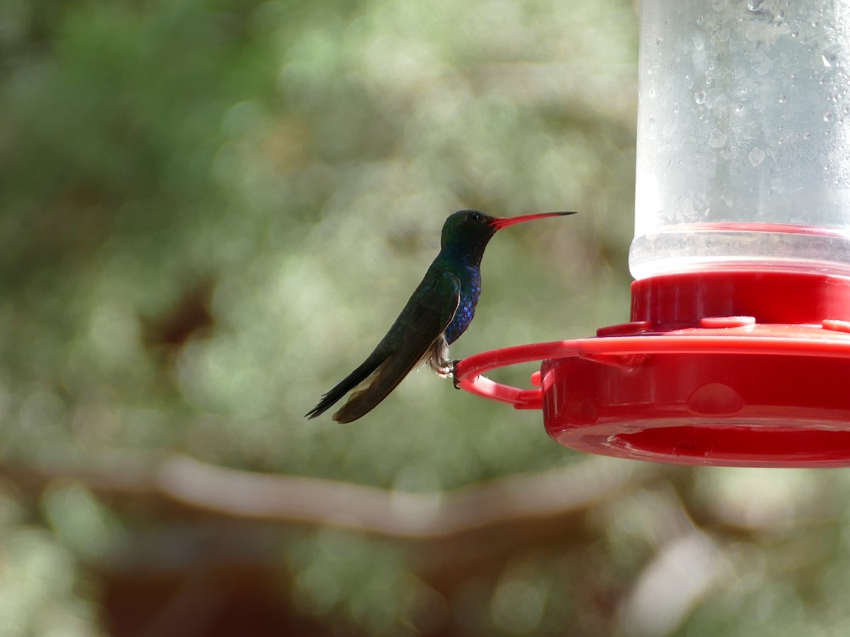 Broad-billed Hummingbird - ML601871221