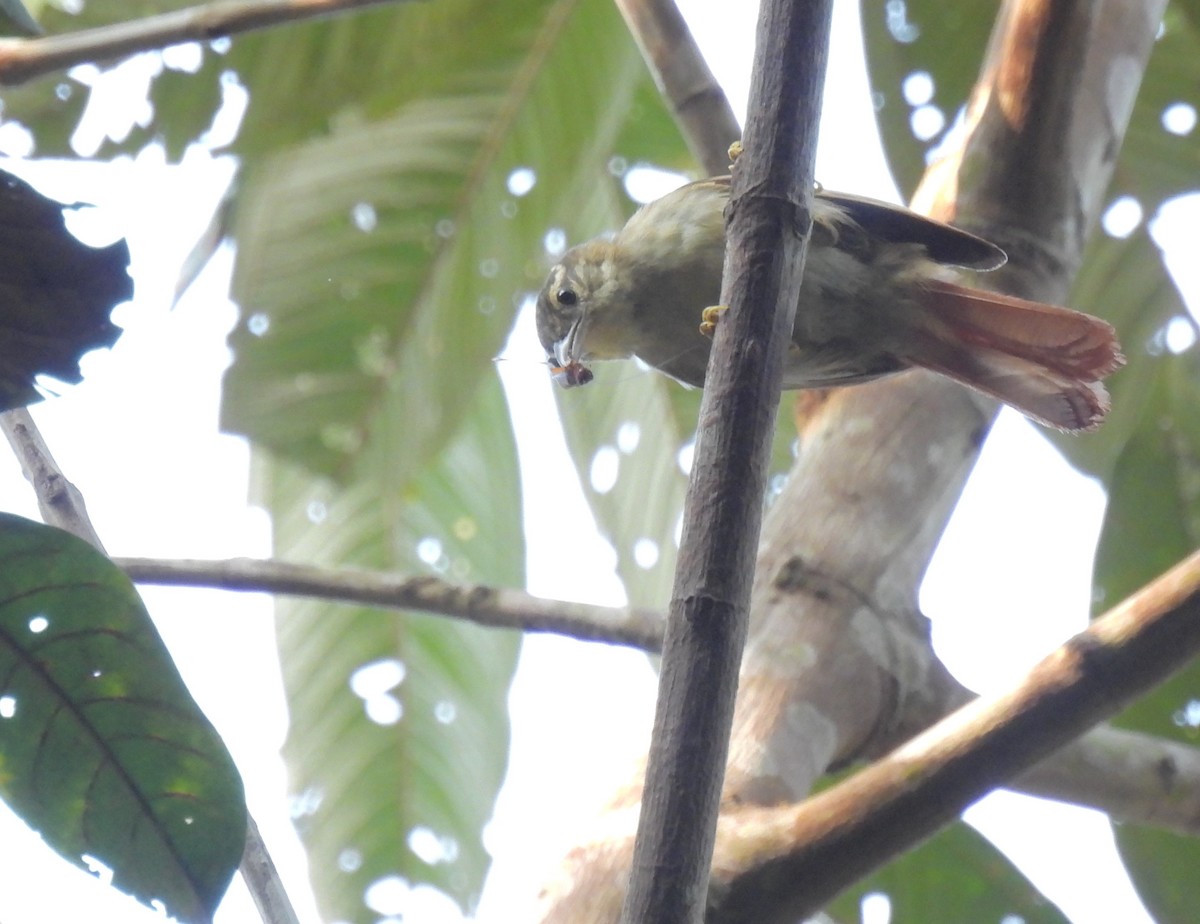 Rufous-rumped Foliage-gleaner - ML601871321