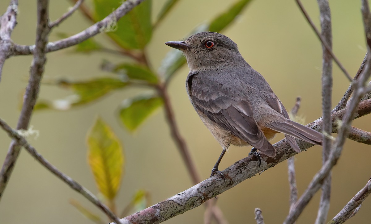 Rufous-tailed Tyrant - ML601871361