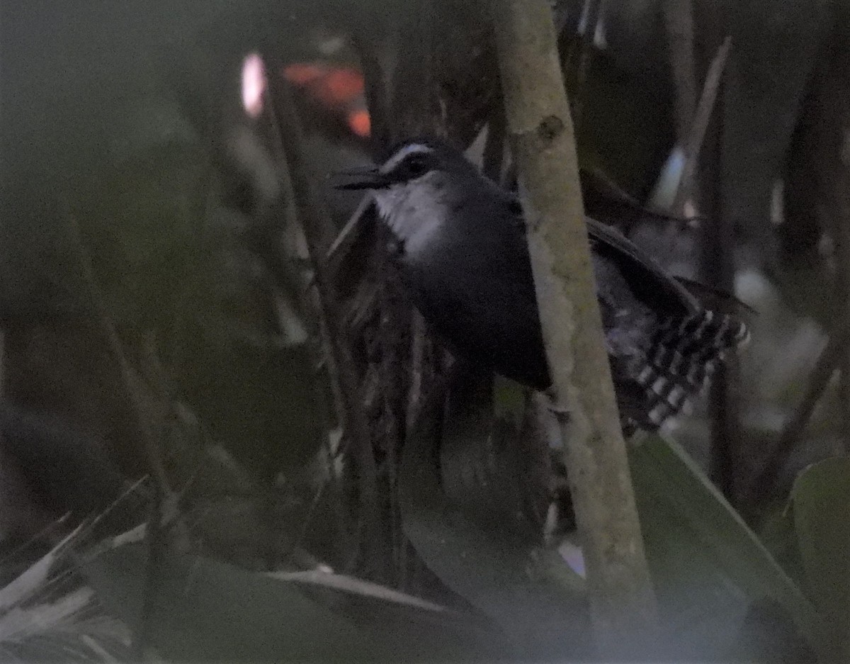 White-throated Antbird - ML601871421