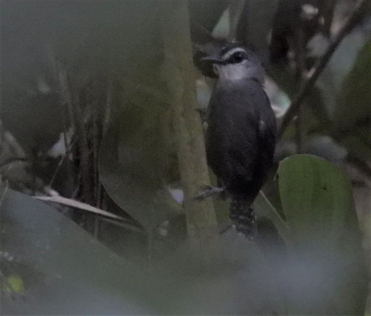 Bindenschwanz-Ameisenvogel - ML601871431