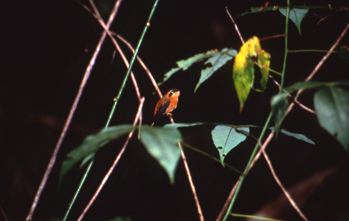 Коричневый колибри-отшельник - ML601871671