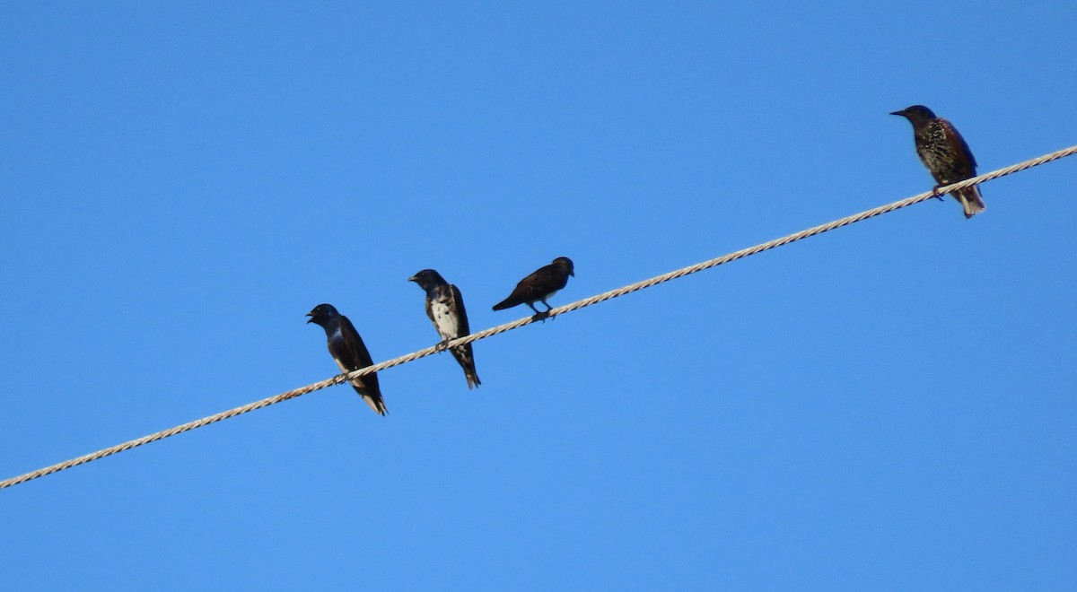 Purple Martin - ML601872781