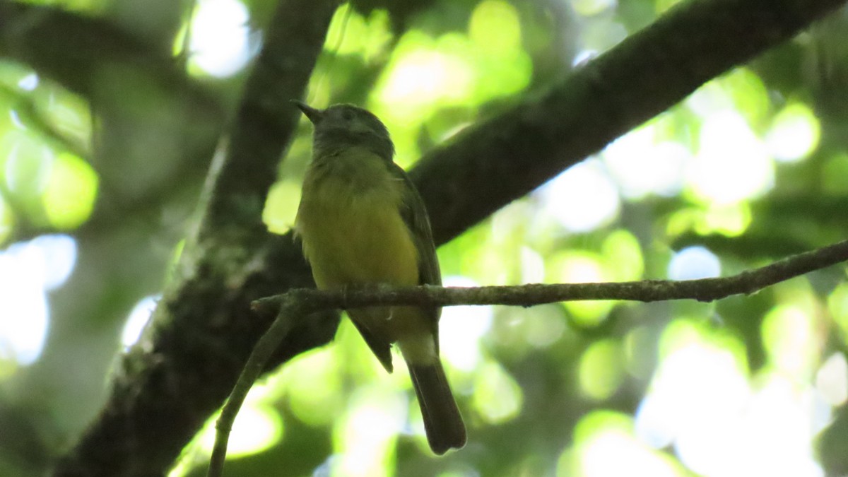 Ochre-bellied Flycatcher - ML601873841