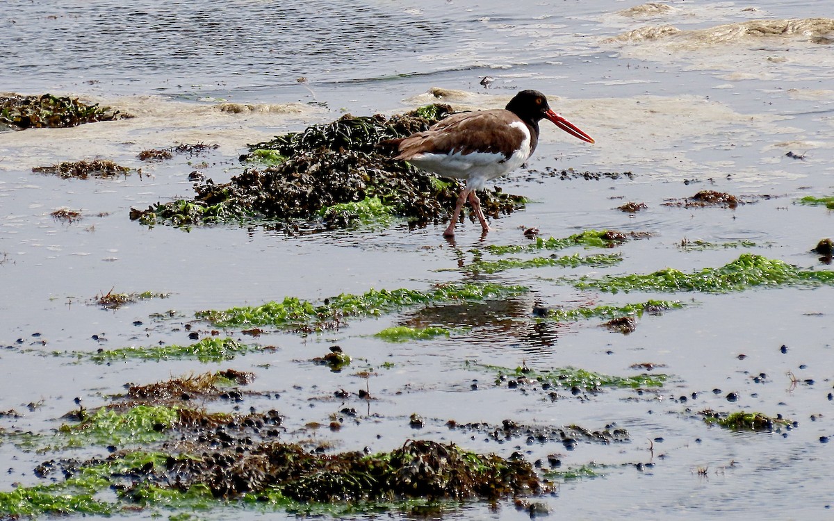 American Oystercatcher - ML601874051