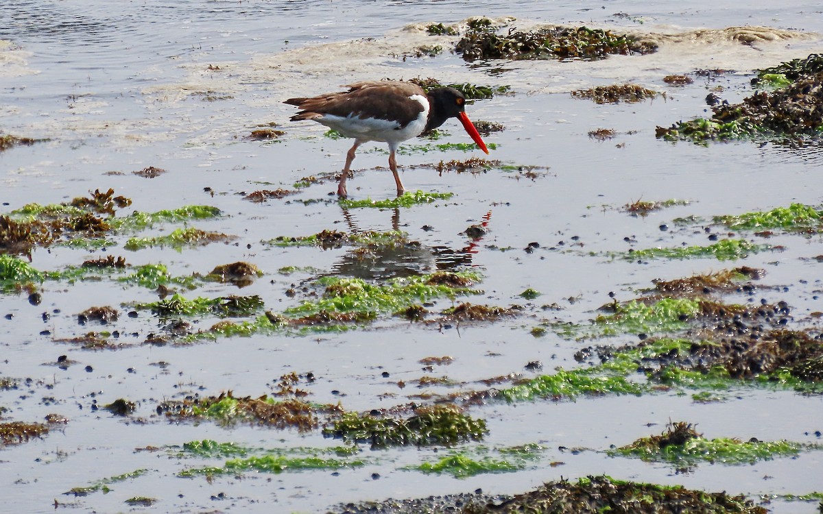 American Oystercatcher - ML601874061