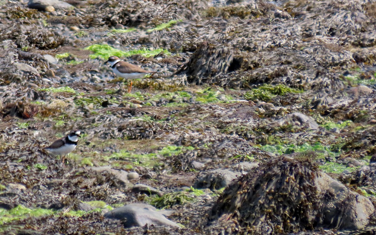 Semipalmated Plover - ML601874091