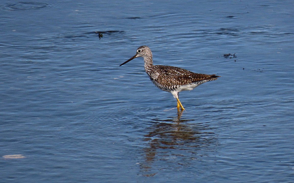 Greater Yellowlegs - ML601874141