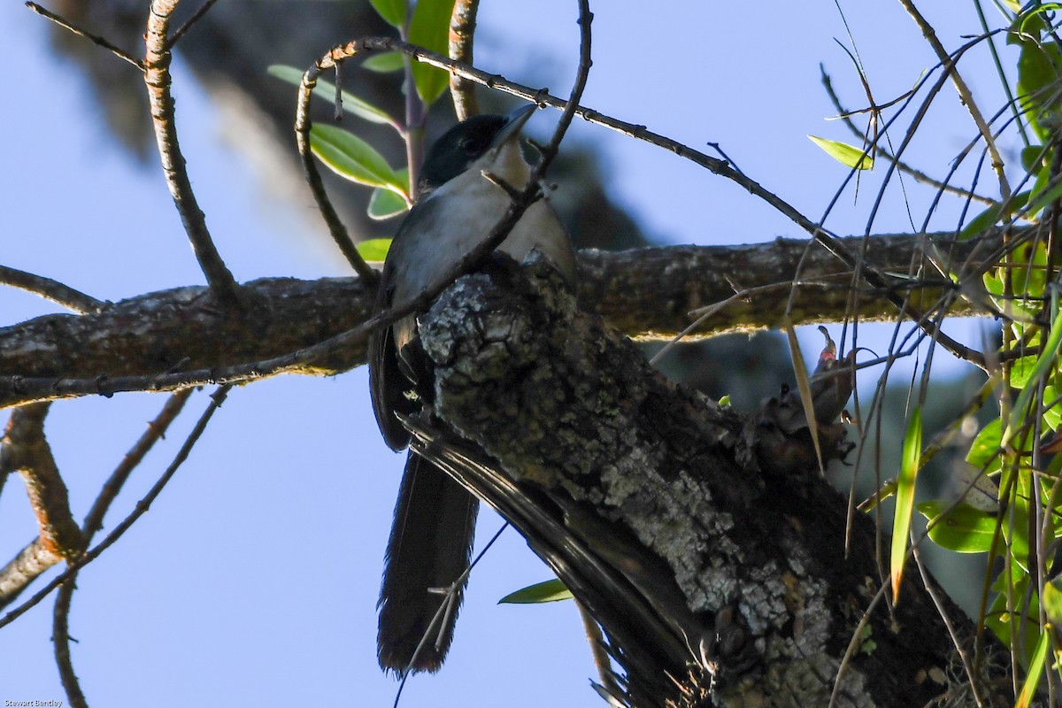 Western Chat-Tanager - ML601874191