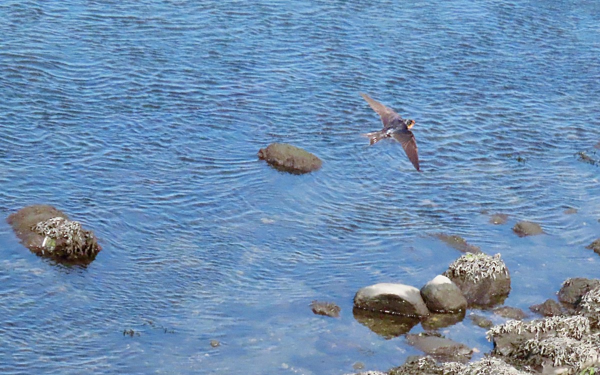 Barn Swallow - ML601874241