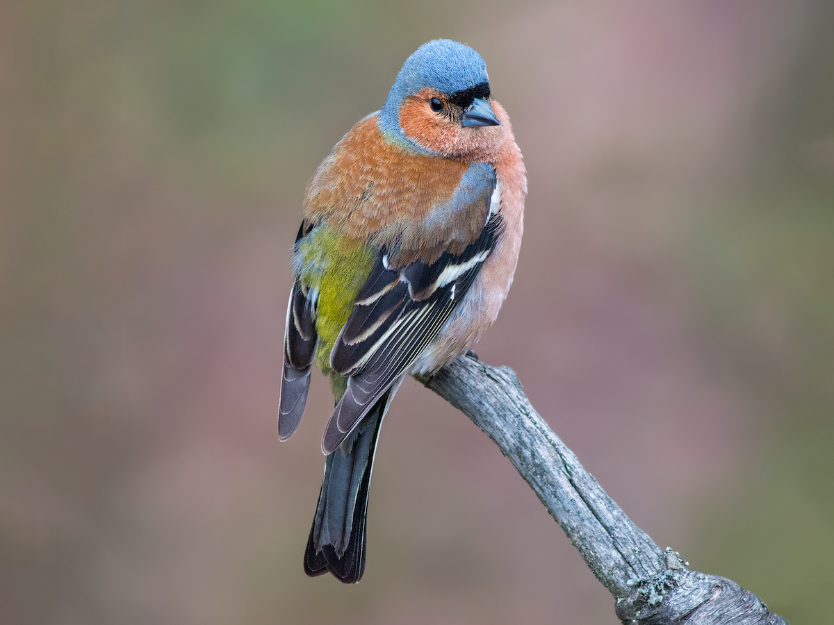 Breeding male