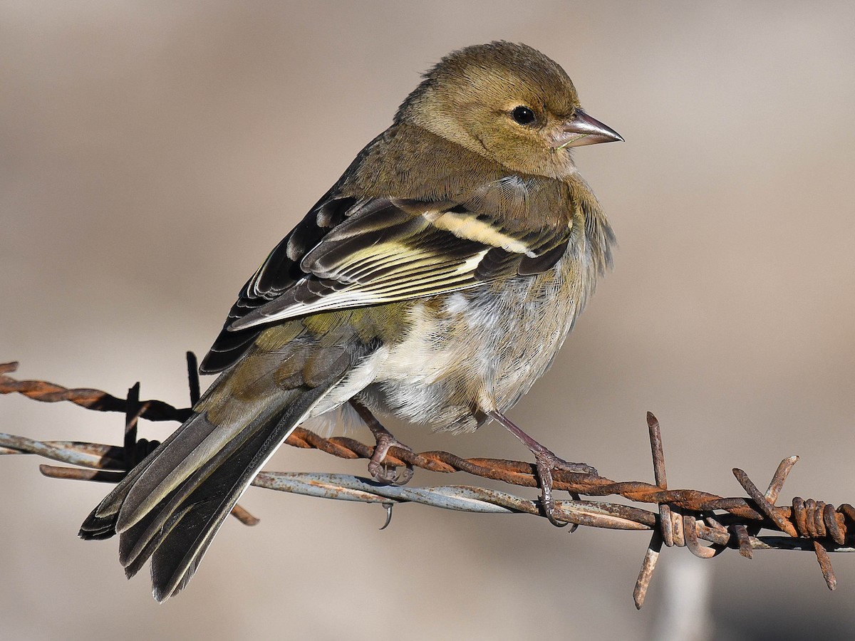 Female