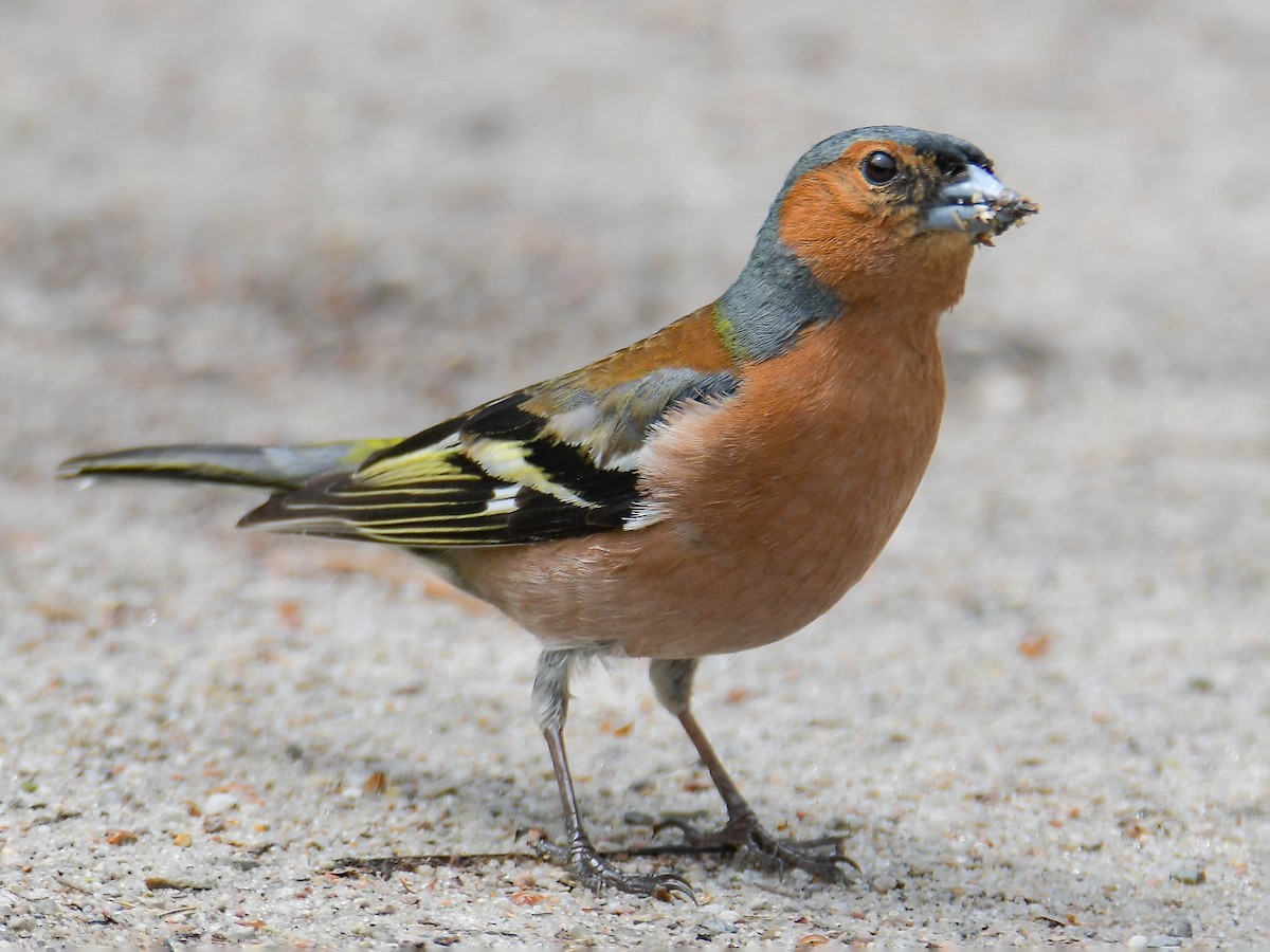 Breeding male