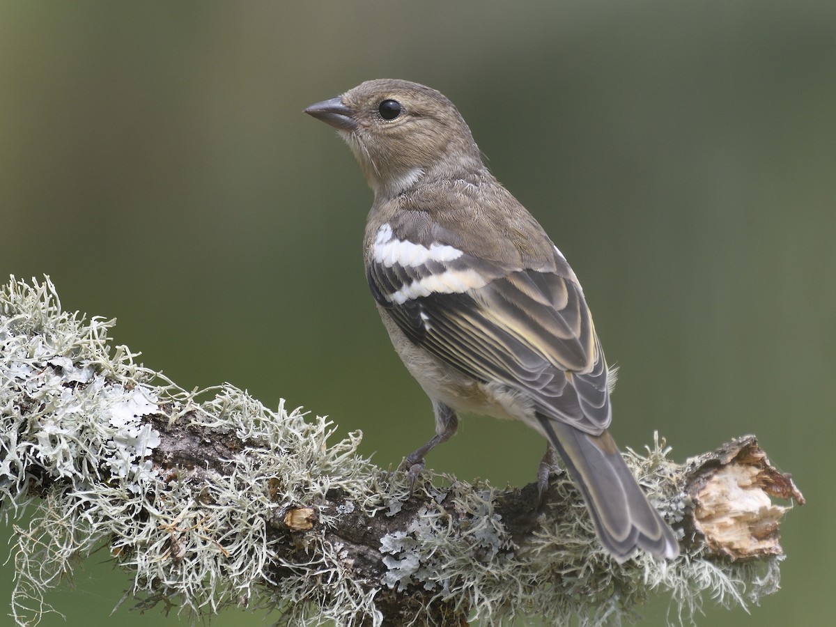 Female