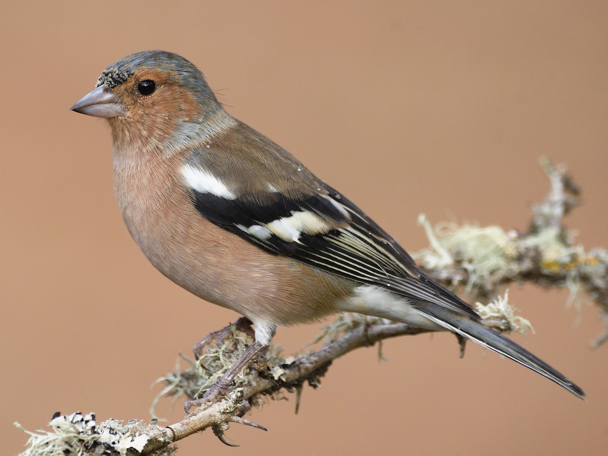 Nonbreeding male